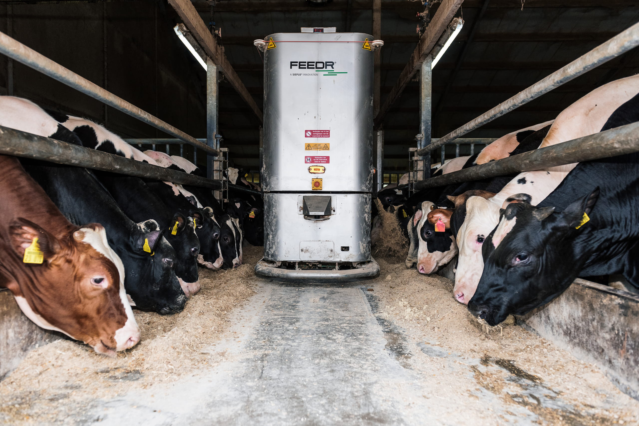 Kalveren in de stal met een Feedr voermachine